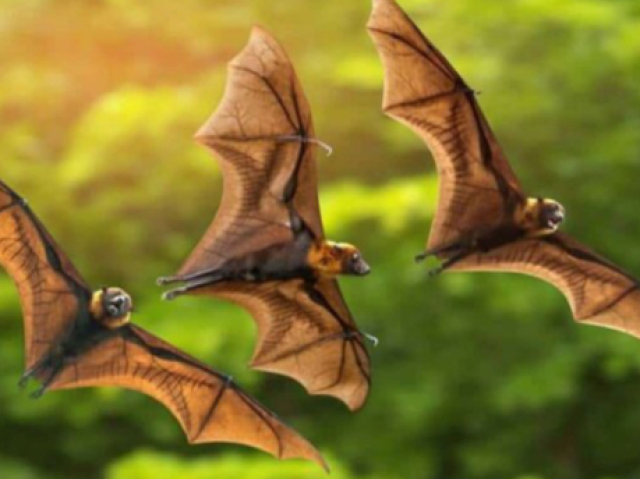 Cerca de duas mil especies