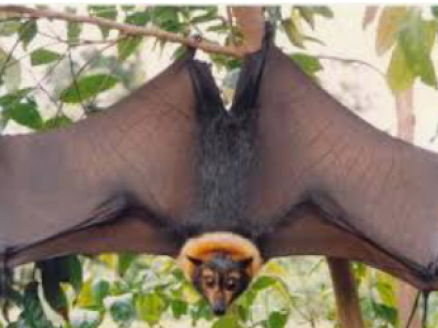 Microchiroptera e megachiroptera