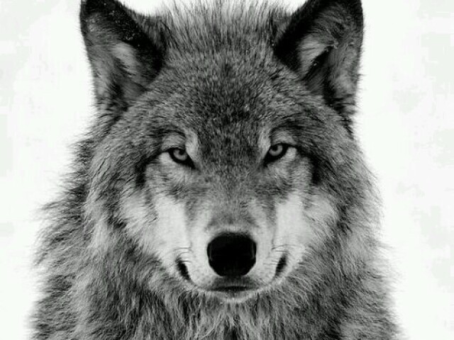 Lobo