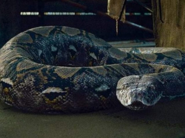 Nagini.