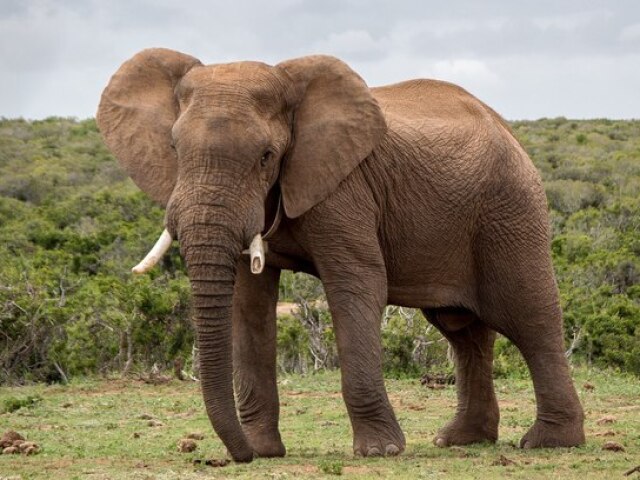 Elefante