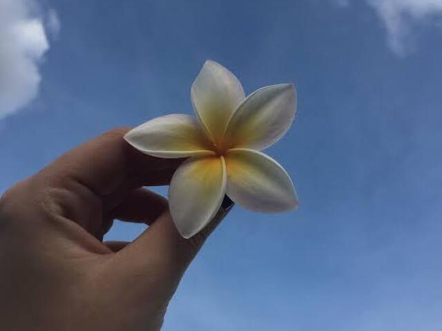 🌼