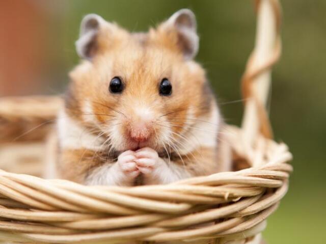 Hamster