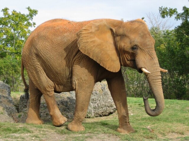 Elefante