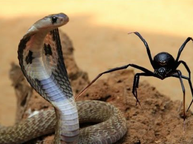 Serpente e Aranha