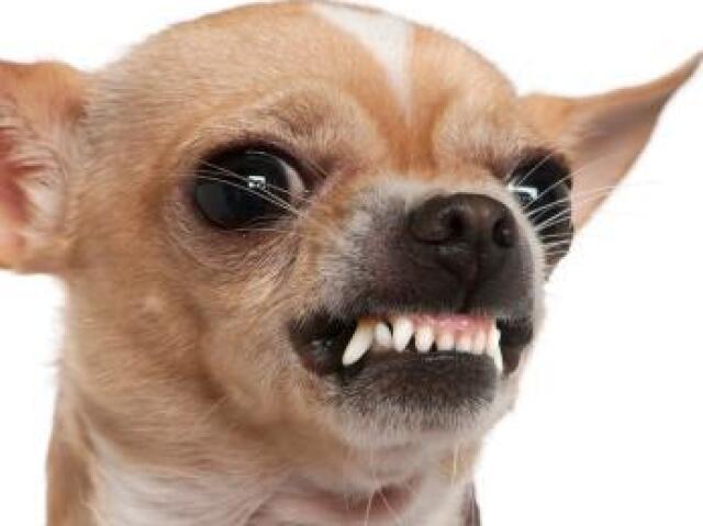 Cachorro