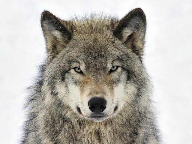 Lobo