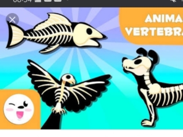 Quiz Sobre Animais Vertebrados Sales Quizur Quiz Sobre Animais Vertebrados Sales Quizur