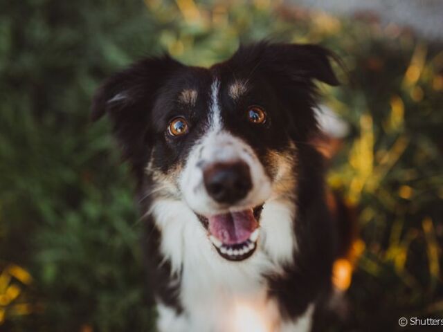 collie