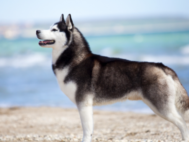 Husky siberiano