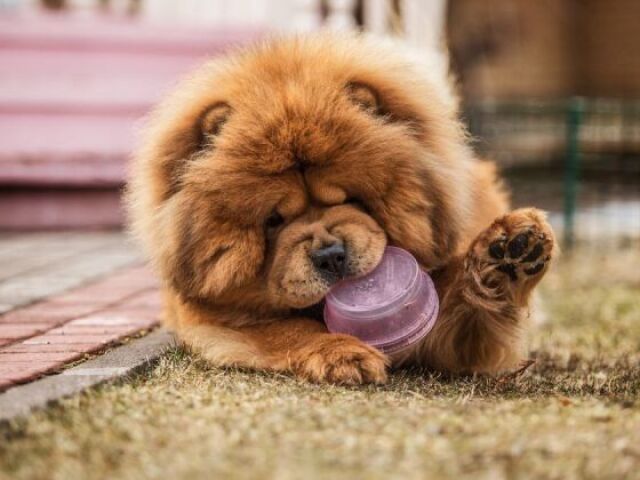 Chow-chow