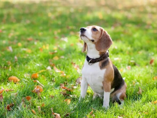 beagle