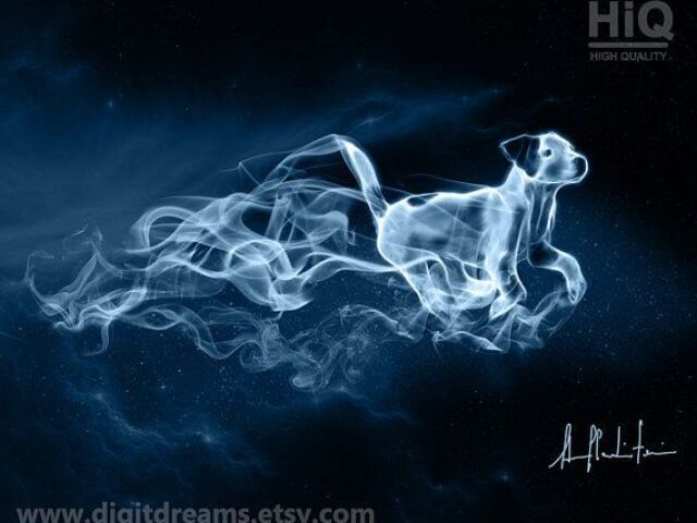 Cachorro