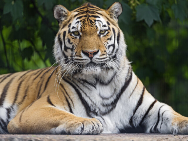 Parabéns 🐯
