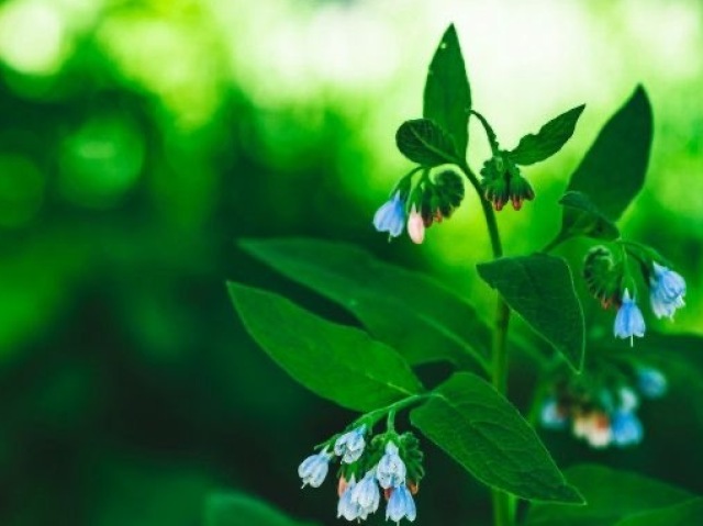 Verdes e azuis