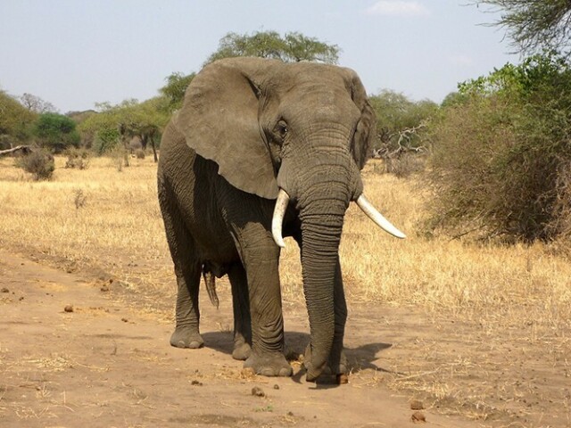 elefante