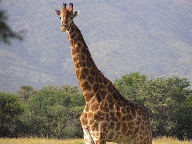 girafa