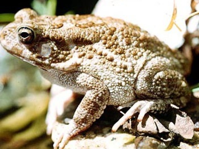 bufo regularis