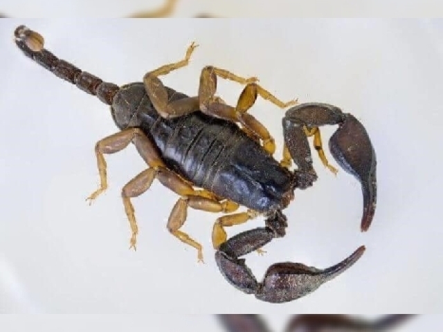 Escorpião