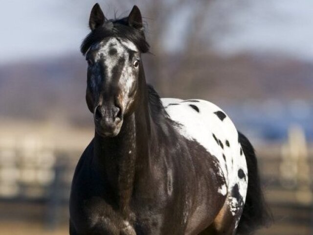 appaloosa