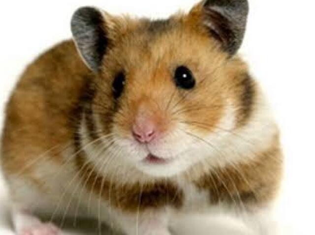 Hamster