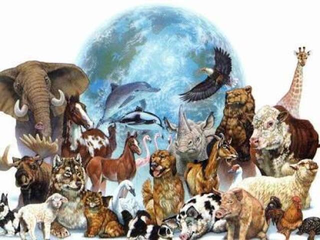 Qual animal você seria?