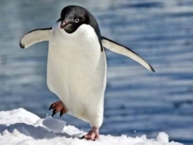 Pinguim🐧
