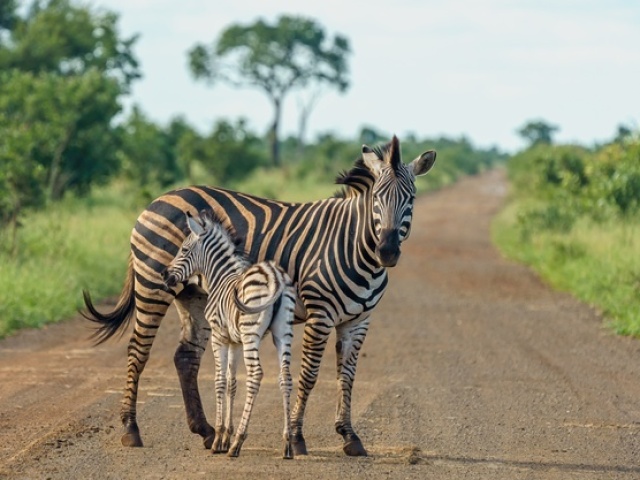 A zebra