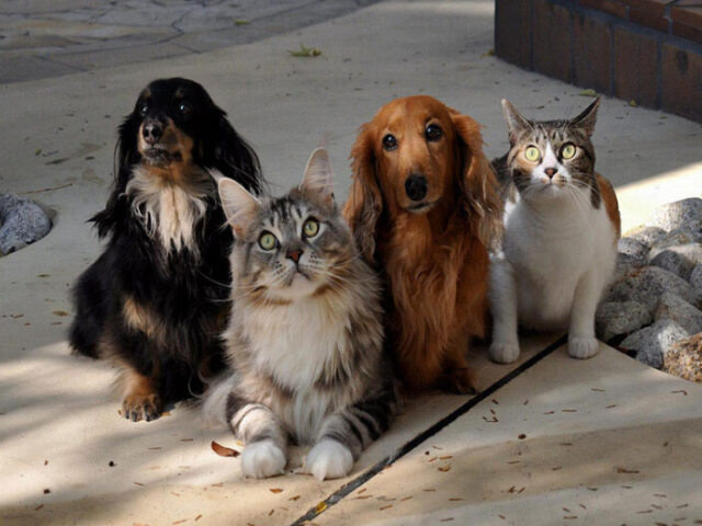 Você é mais cachorro ou gato?