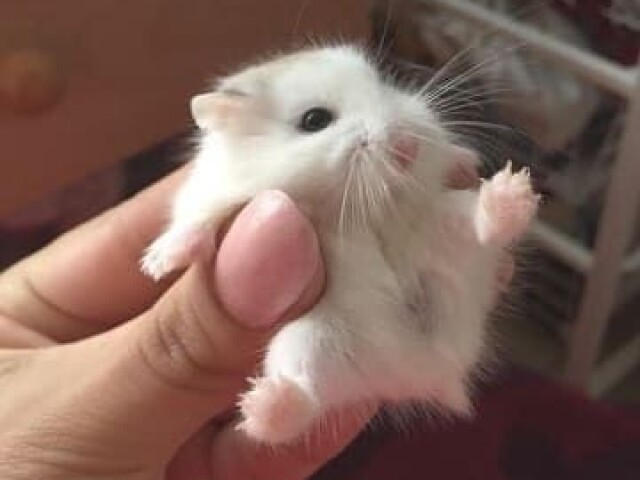 Hamster