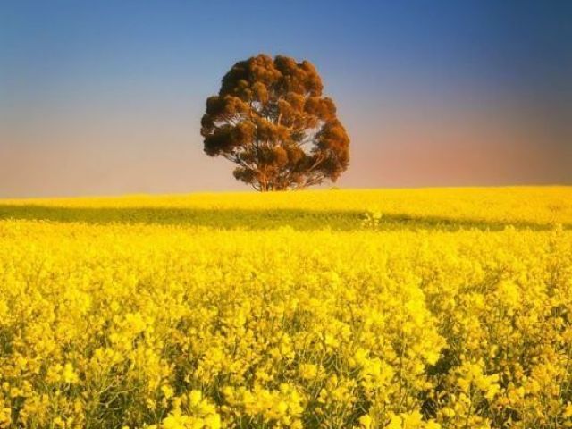 Campo de flores