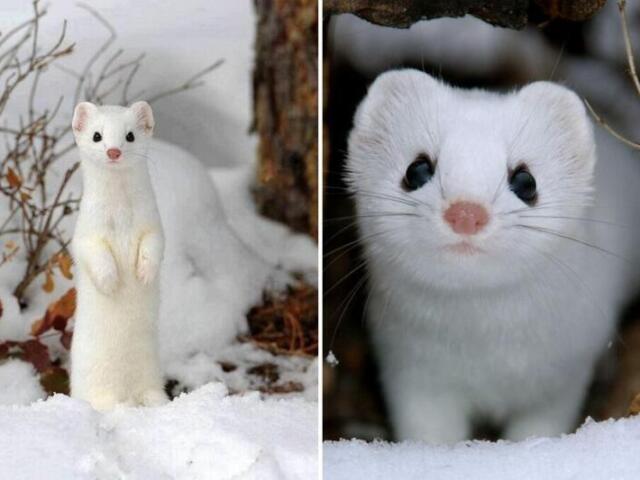 Qual animal você seria?