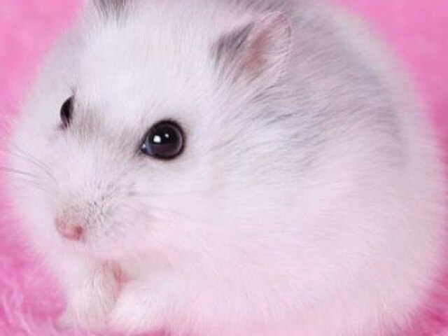 Hamster