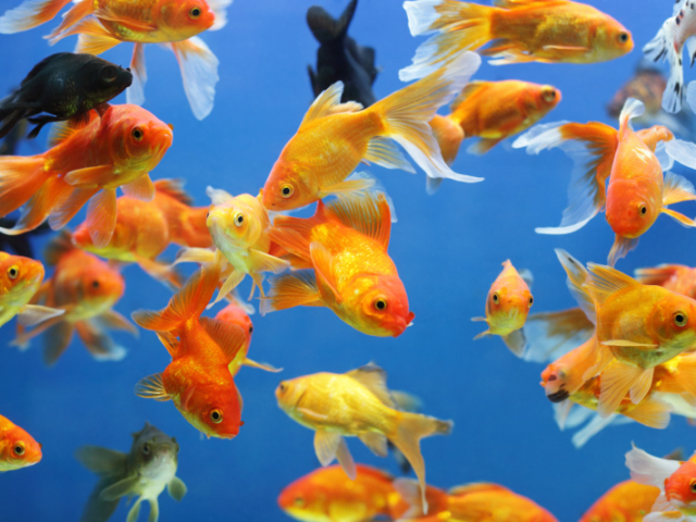 Peixes