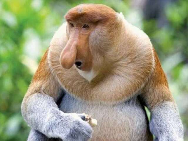 Macaco narigudo
