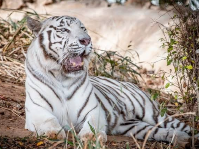 Tigre de bengala