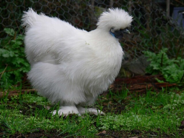 Sedosa 🐔