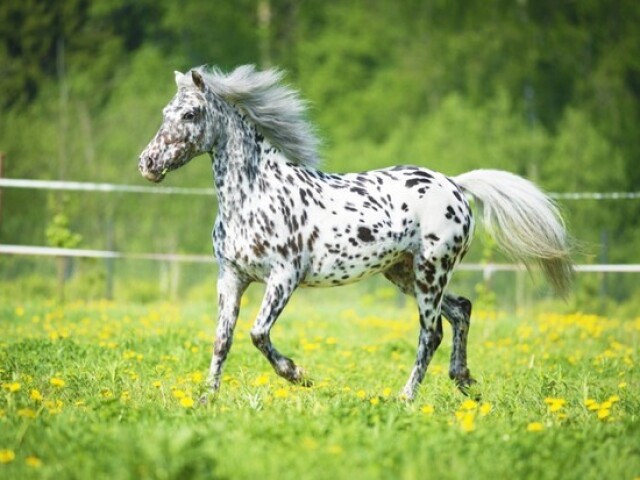 Appaloosa 🐎