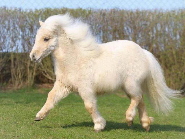 Pônei Shetland 🐎