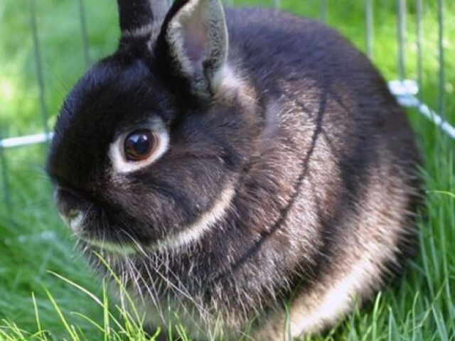 Netherland Dwarf 🐇