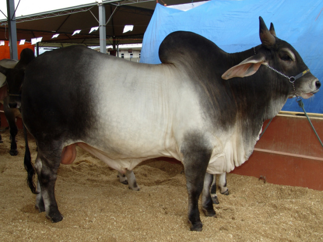 Guzerá 🐂