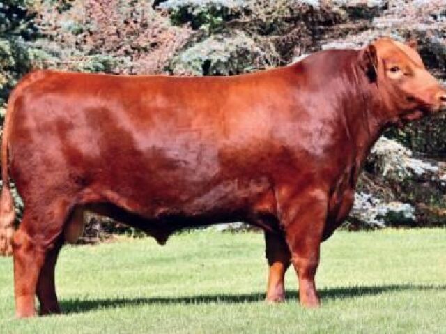 Red Angus 🐂