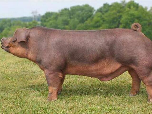 Duroc 🐷