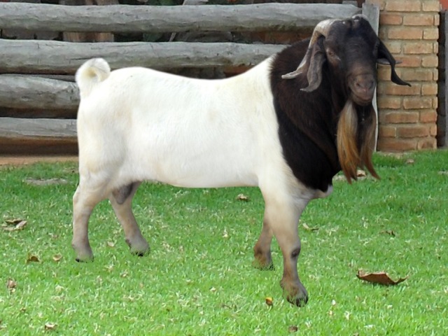 Caprino Boer 🐐