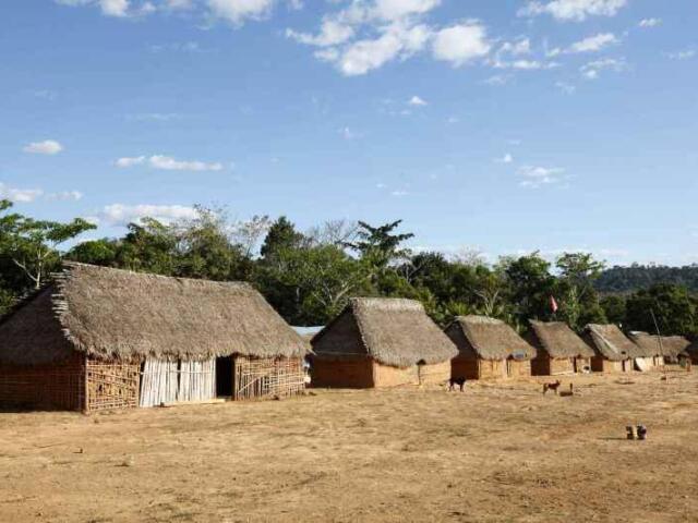 Levar os animais para as casas mais próximas, para serem tratadas e aplicar remédios contra a dor.