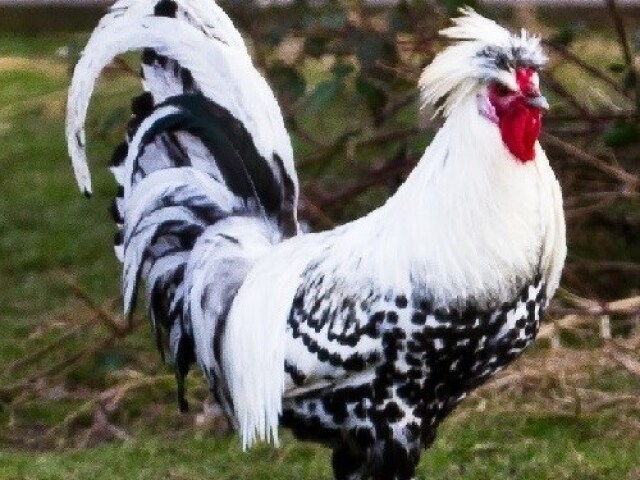 Appenzeller Spitzhauben 🐓