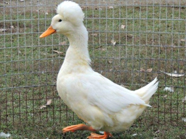 Crested Duck 🦆