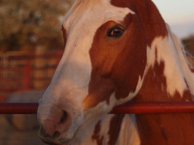 Cavalo
