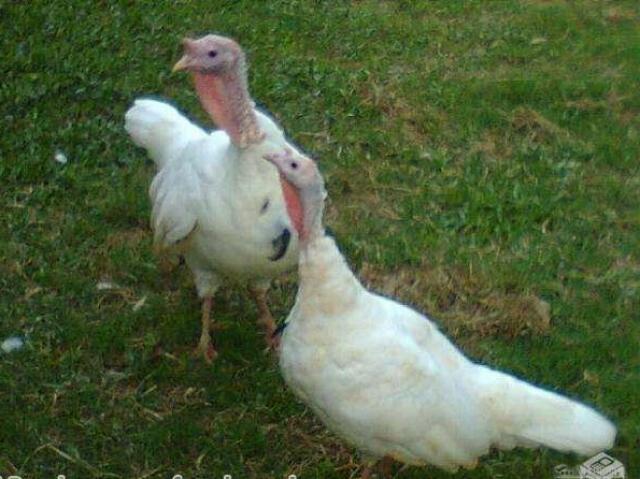 Peru Branco 🦃