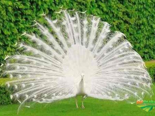 Pavão-Branco 🦃